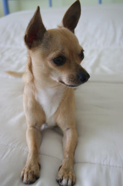 Chihuahua para monta