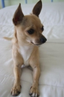 Chihuahua para monta - mejor precio | unprecio.es