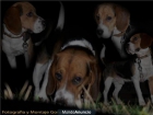 cruzar un beagle - mejor precio | unprecio.es