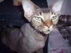 Devon Rex,cachooros en venta - mejor precio | unprecio.es