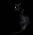 GATOS GRATIS EN sevilla - mejor precio | unprecio.es