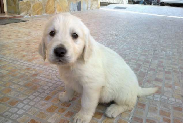 golden retriever pedigree