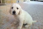 golden retriever pedigree - mejor precio | unprecio.es