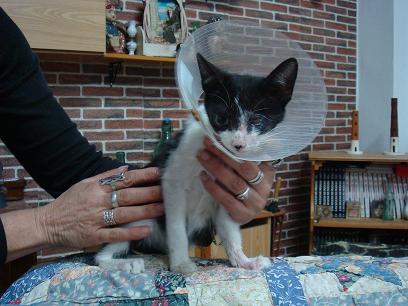 MUMU, gatito de 4-5 meses que ha sufrido mucho en adopcion
