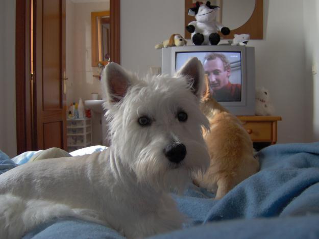 West Highland Terrier busca novia