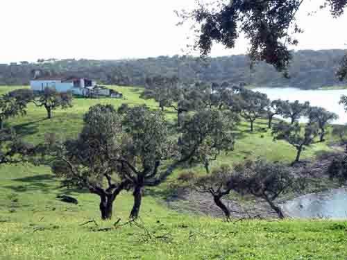 ALENTEJO PORTUGAL  FINCA RÚSTICA