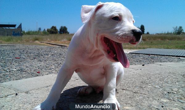 american staffordshide terrier