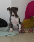 BULLTERRIER MACHO A BUEN PRECIO - mejor precio | unprecio.es