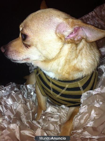 Chihuahua macho con pedigree de inicio para monta