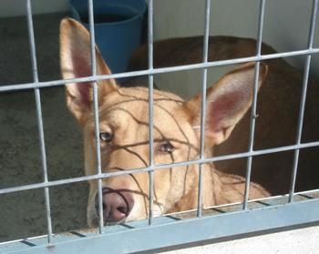 Cruce pastor belga en adopcion