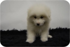 increible camada de samoyedo--2mesecines--tu mejor compañia! - mejor precio | unprecio.es