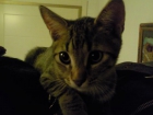 REGALO GATITOS 3 MESES - mejor precio | unprecio.es