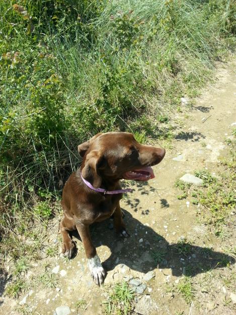 Se regala cachorro hembra cruce breton/labrador 5 meses