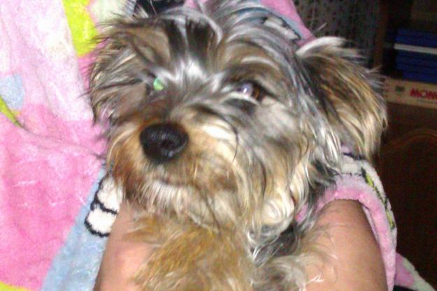 vendo yorkshire de 10 meses en malaga por 150 euros negociables