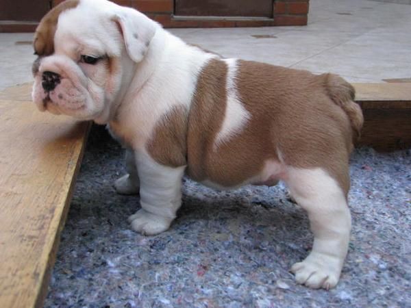 3 Cachorros De Bulldog Inglés Para La Navidad