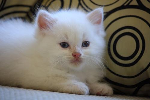 Criadero de gatitos ragdoll criadero de gatitos ragdoll