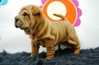 perritos de calidad shar pei - mejor precio | unprecio.es