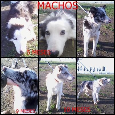 Border collie variedad de colores y edad !!