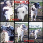 Border collie variedad de colores y edad !! - mejor precio | unprecio.es