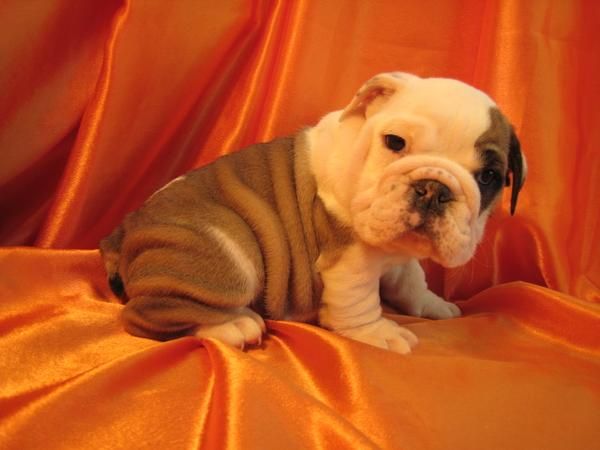 Bulldog Inglés cachorros son ahora disponible de forma gratuita