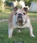 Bulldog Ingles Campeon para montas - mejor precio | unprecio.es