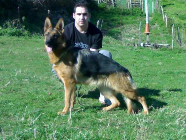 Cachorros Pastor Alemán con pedigree en Asturias.