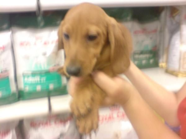 PERROS DE TAMAÑO PEQUEÑO Y MEDIANO