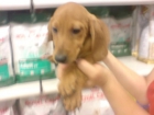PERROS DE TAMAÑO PEQUEÑO Y MEDIANO - mejor precio | unprecio.es