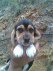 ultima cachorrita BEAGLE con PEDIGREE - mejor precio | unprecio.es