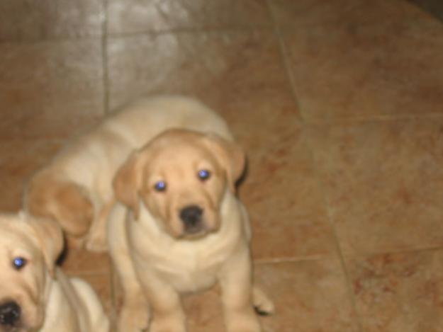 VENDO CACHORROS DE LABRADOR RETRIEVER