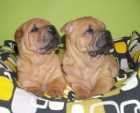 vendo extraordinarios cachorros de sharpei - mejor precio | unprecio.es