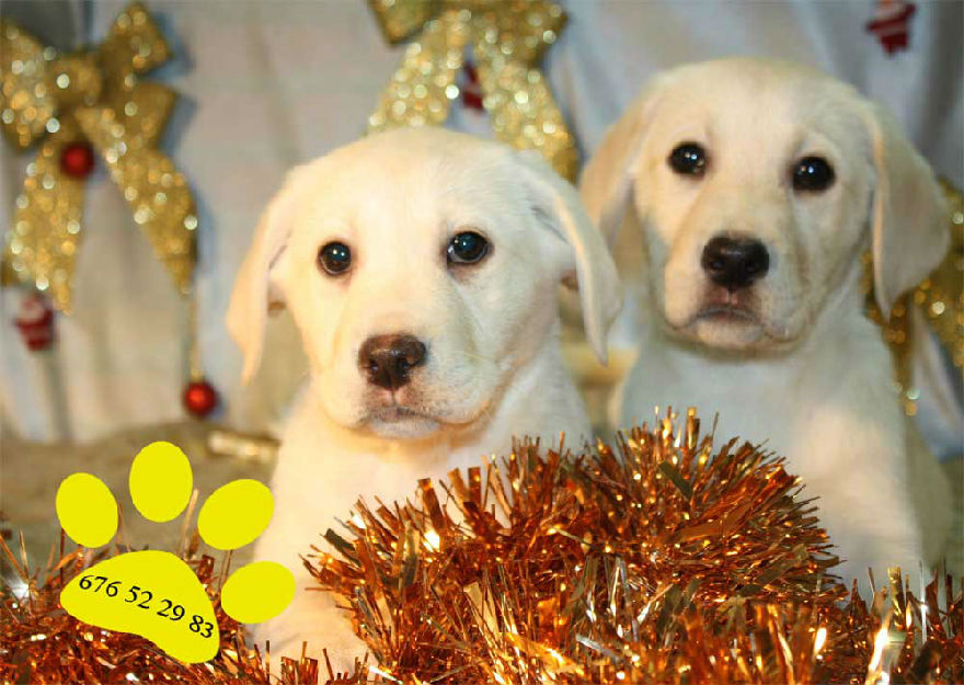 Labrador, los mejores ¡ Espectaculares !