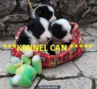 a la venta cachorros de border collie en girona - mejor precio | unprecio.es