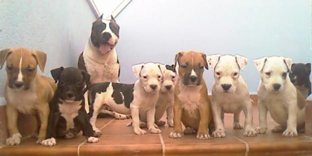 AMERICAN STAFFORDSHIRE TERRIER CACHORROS