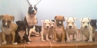 AMERICAN STAFFORDSHIRE TERRIER CACHORROS - mejor precio | unprecio.es