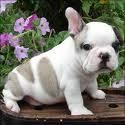 Bulldog francés busca novia