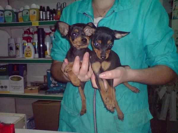 CACHORRITOS DE PINCHER MINI, EXCELENTES 480 EUROS