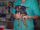 CACHORRITOS DE PINCHER MINI, EXCELENTES 480 EUROS - mejor precio | unprecio.es