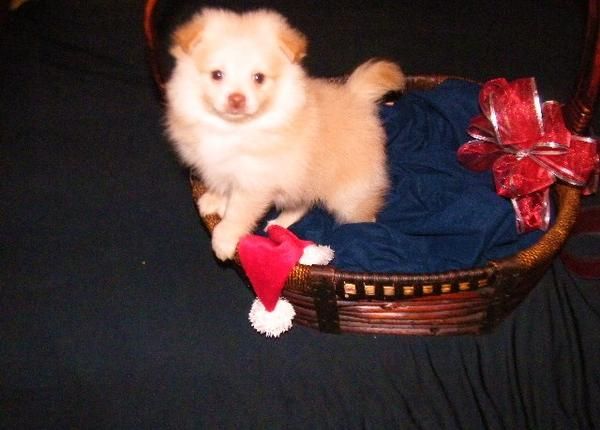 Cachorro de pomerania hembra 350 euros