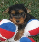 CACHORROS DE YORKSHIRE TERRIER TOY - mejor precio | unprecio.es