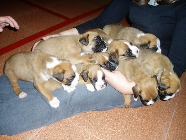 CAMADA BOXER 5 SEMANAS, ECONOMICOS!!