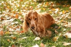 Cocker spaniel terrier dorado (BUSCA NOVIA) - mejor precio | unprecio.es