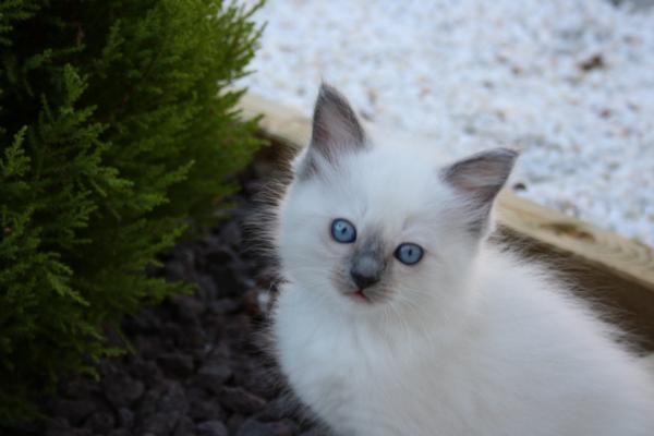 gatita ragdoll Sensacional