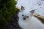 gatita ragdoll Sensacional - mejor precio | unprecio.es