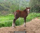 Potrilla Poni Well - mejor precio | unprecio.es