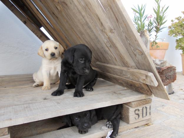 PRECIOSOS LABRADORES