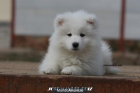 samoyedos preciosos... - mejor precio | unprecio.es