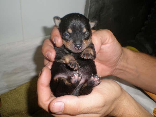 vendo 2 hembras chihuahua 400€