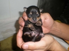 vendo 2 hembras chihuahua 400€ - mejor precio | unprecio.es