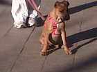 Mi perrita en adopción - mejor precio | unprecio.es